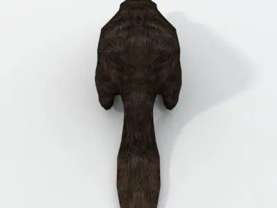 Platypus Low-poly 3D model