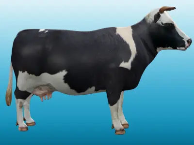 Cow Rig Low-poly 3D model