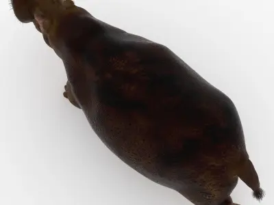 Hippopotamus - 3D model