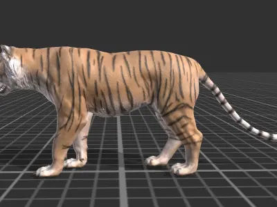 Tiger Low-poly 3D model 6