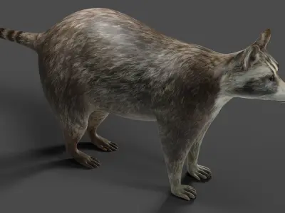 Raccoon NO Rigged in Blender Low-poly 3D model