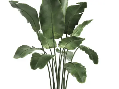 Collection of Exotic Plants banana bush plants round basket 412 3D model