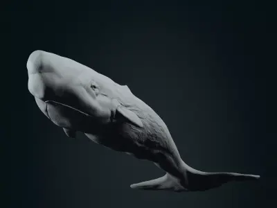 Realistic Sperm Whale High-poly  3D model