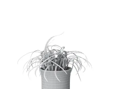 Houseplant Collection 5 air plant in pot 3D model