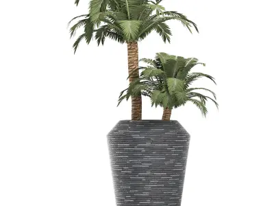 Plants Collection 187 Palm 3D model