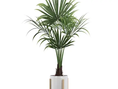 Washingtonia filifera palm 3D model