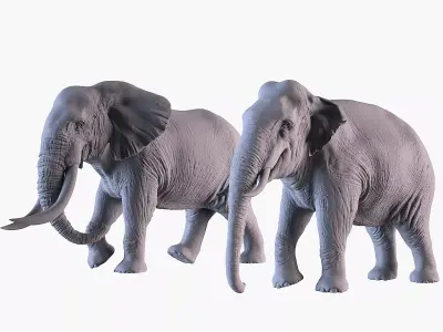 Elephants  African and Asian Species 3D print model