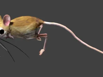 Jerboa mouse with long legs 3D model