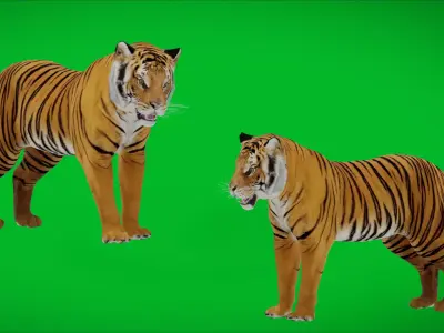 Bengal Tiger Low-poly 3D model