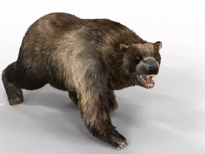 Black Bear Fur animated  Low-poly 3D model