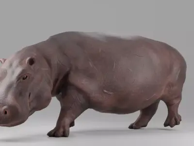 Hippopotamus Rigged  Low-poly 3D model