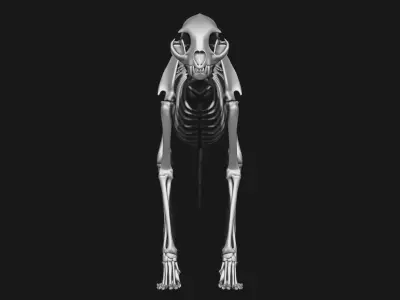 animal skeleton collection 3D model