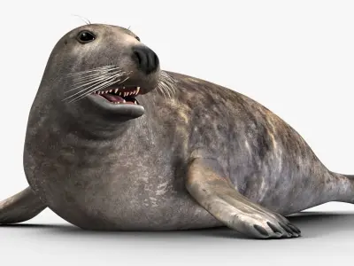 Grey Seal 3D model