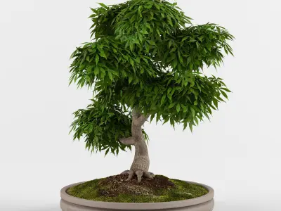 Bonsai Japanese Maple tree  3D model