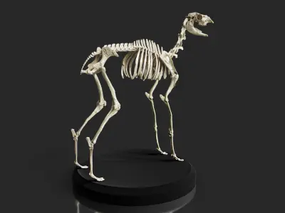 Realistic Llama Skeleton 3D model