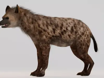 Realistic Animals Savannah - Hyena  Low-poly 3D model