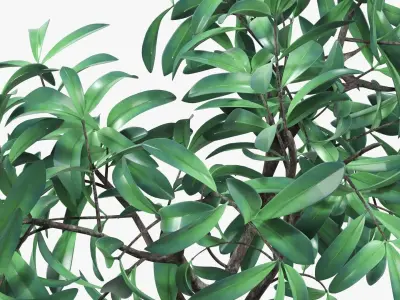 Decorative tree potted 3D model