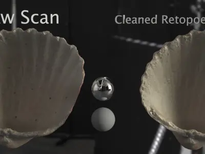 Cockle Sea Shell 3D model