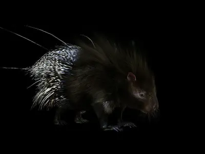 porcupine 3d model fur 3D model