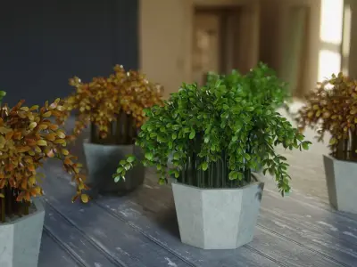 Ornamental plants in pots 3D model
