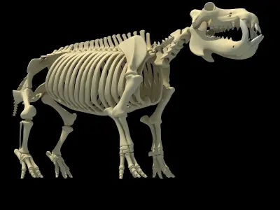 Hippopotamus Skeleton 3D model