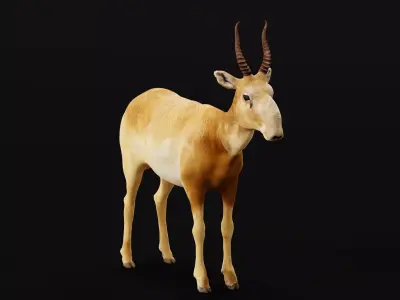 Saiga Antelope Mammal 3D model