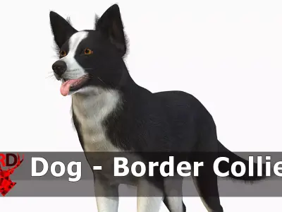 Dog - Border Collie Low-poly 3D model