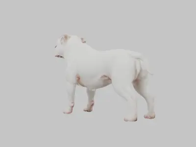 American Bulldog 3D Model - Realistic Dog Animal Low-poly 3D model