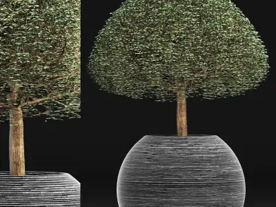 Plants Collection 176 Ligustrum Lucidum 3D model