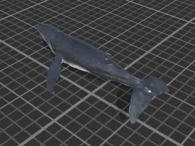Humpback Whale Low-poly 3D model