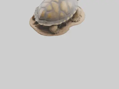 Giant Tortoise sitting model Low-poly 3D model
