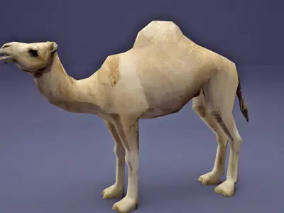 Low Poly Camel Model Low-poly 3D model