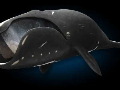 North Atlantic Right Whale 3D model
