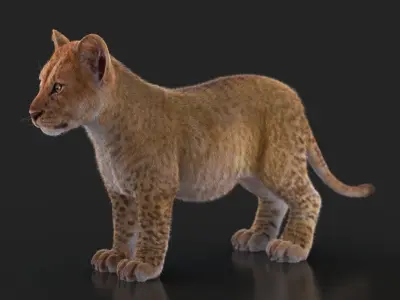 Lion Cub RIG XGEN CORE 3D model