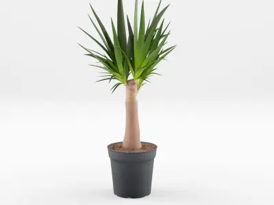 Collection-6 of House Plant 3D Models - 6 Models