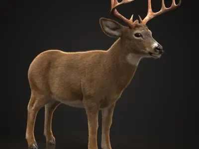 Deer ANIMATED XGEN CORE 3D model