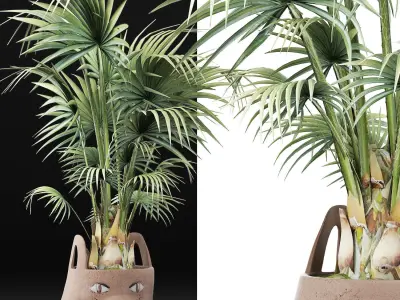 Plants Collection 140 Sabal 3D model