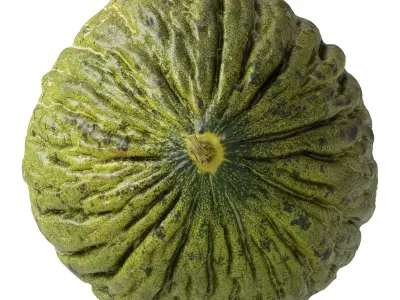 Melon Piel De Sapo 3D model