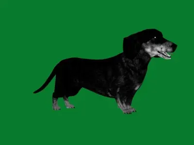 Wiener Dog Low-poly 3D model