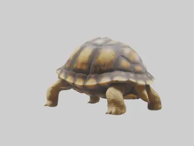 Plowshare Tortoise walking model Low-poly 3D model