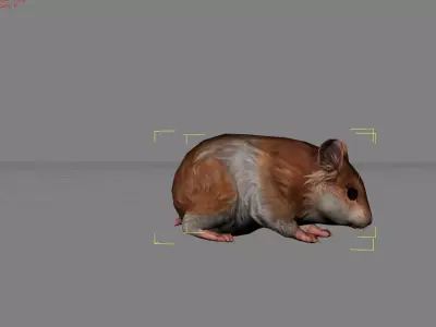 Hamster Animal  Low-poly 3D model