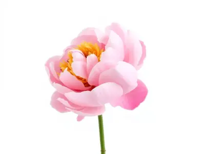 Elegant Pink Peony model pack Low-poly 3D model