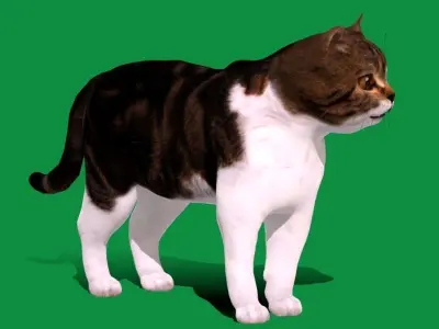 Scottish Straight Cat Low-poly 3D model