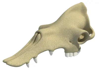 Camel Skull 3D model