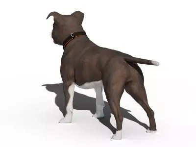 Pitbull Low-poly 3D model