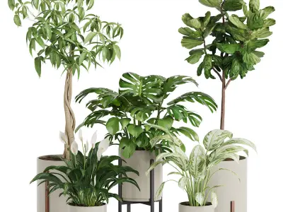 plants collection 01