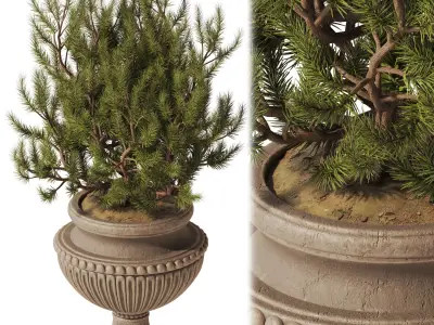 Decorative Pine In Classic Vase 3D model
