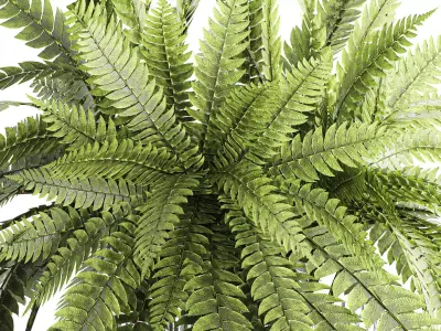 Green floral bouquet fern branches modern glass vase decor 3D model