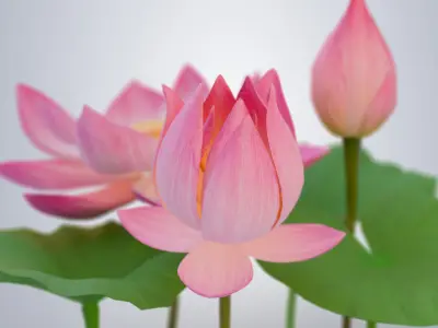 Realistic Lotus Flower and Buds Low-poly 3D model
