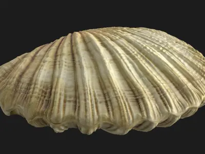 Sea Shell With Pearl Low-poly 3D model
